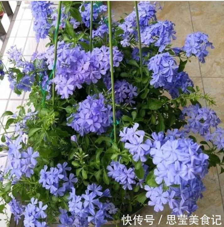 新手|“4种花”懒人、新手都能养的好,一言不合就爆盆,你一定喜欢