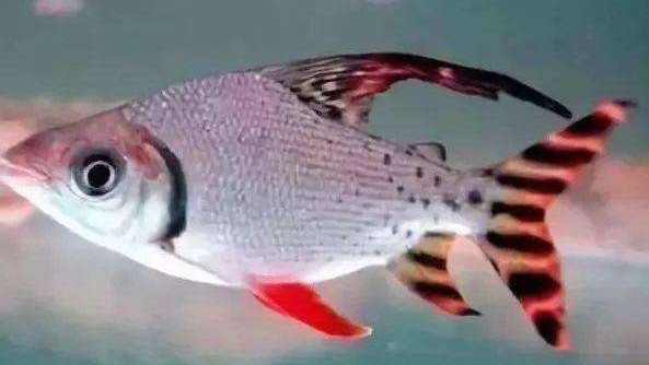 世界上十种最好养的观赏鱼 血鹦鹉群养非常壮观 快资讯 世界上十种最好养的观赏鱼 血鹦鹉群养非常壮观 快资讯