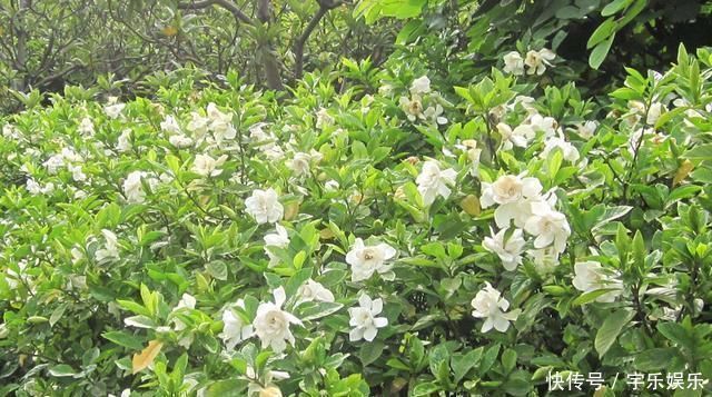 茜草科|养“栀子花”,注意1个小细节,不黄叶、不掉苞,油绿茂盛开花多