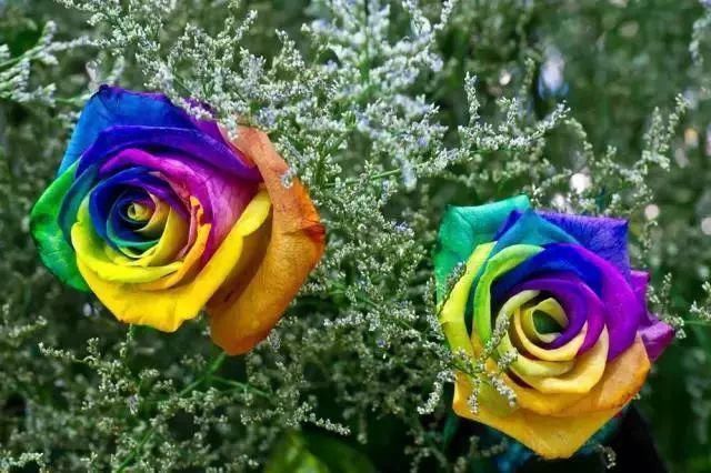 太太太漂亮了,绝对没有见过,发到群里,朋友们会爱死你的!