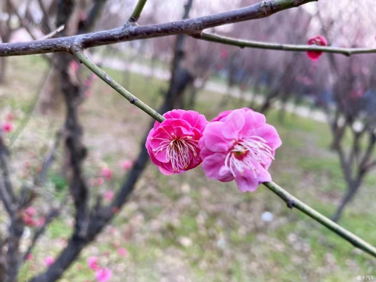 中年|【我与爱车度新年】新春初五踏春季，相约朋友游玩大蜀山