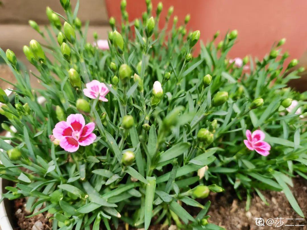 蓝目菊|蓝雪花妥妥的开花机器，花量大、花期长，让人不得不爱