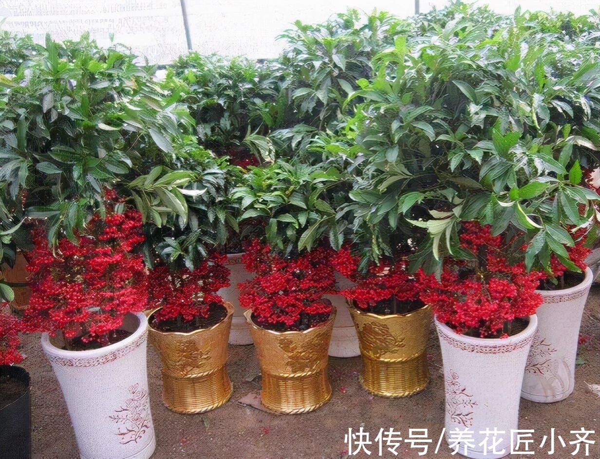 肥料|十种寓意好的“年宵花”，建议现在入手，晚了会涨价，而且难服盆