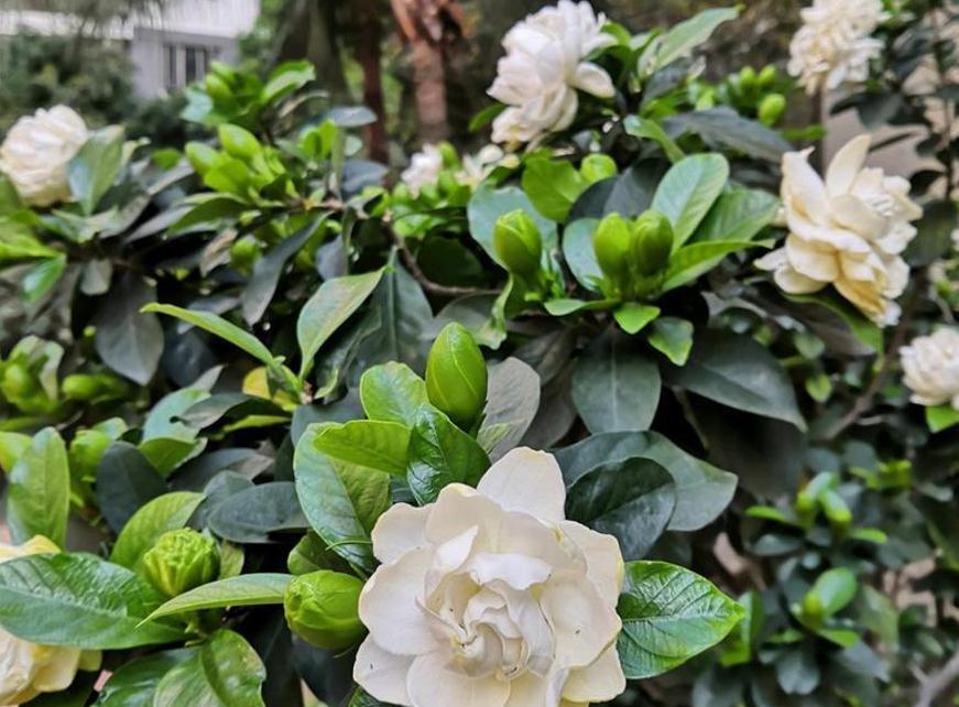 做好这5件事，栀子花在你家也能养好，叶子油绿，开花爆盆