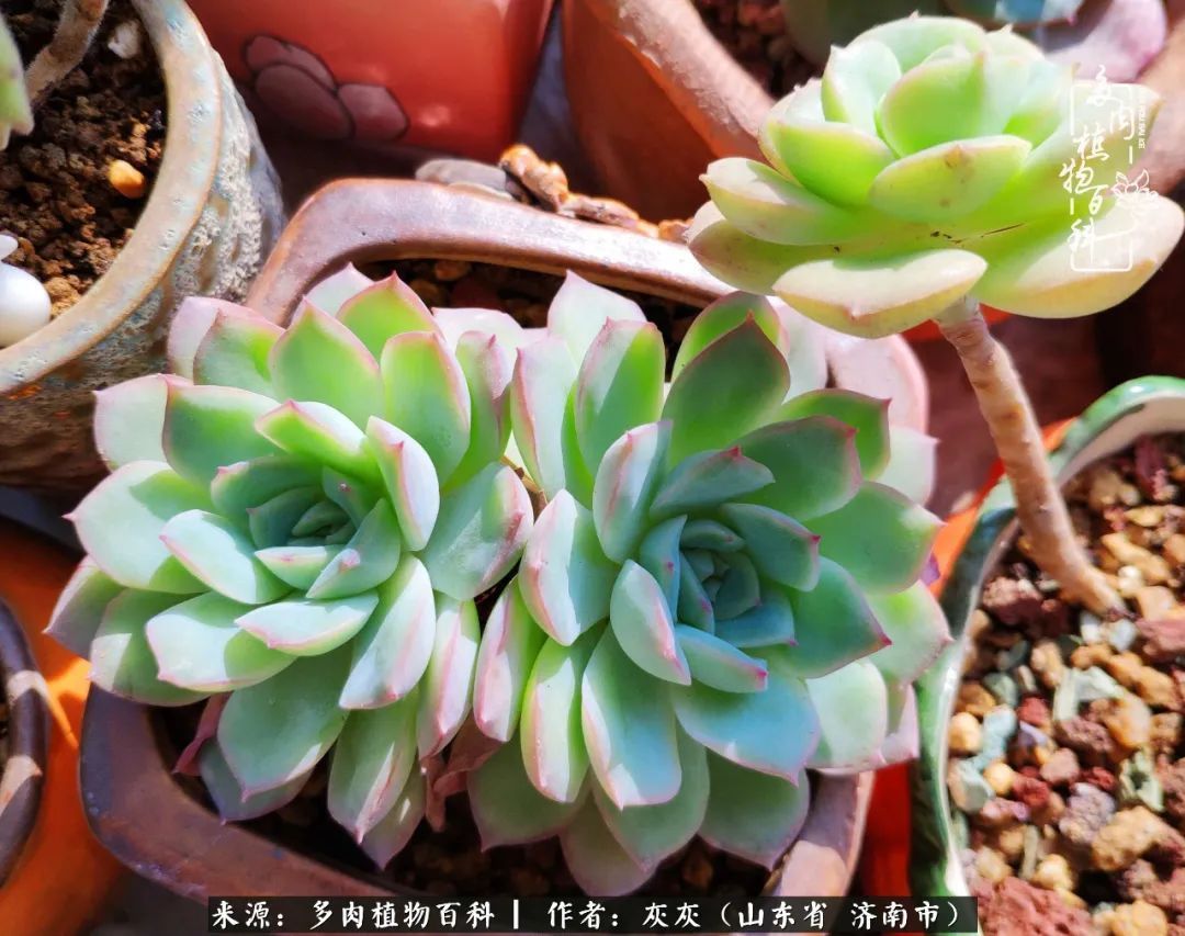 多肉植物|养多肉四年，铁打的盆盆流水的肉，无需多问，问就是喜欢！