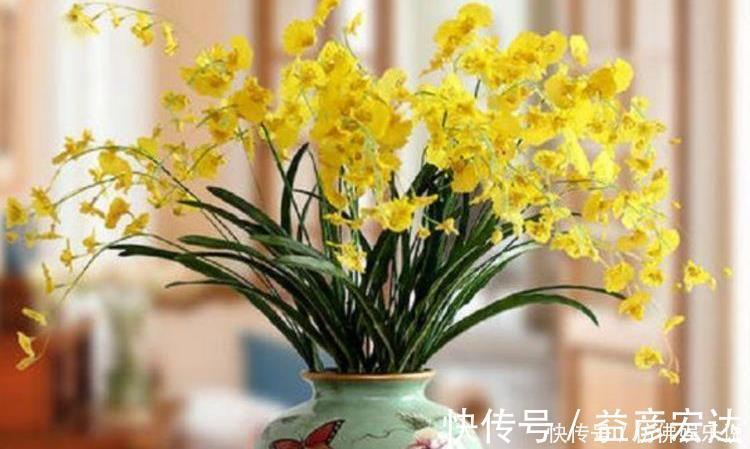 大花蕙兰|4种花好养又漂亮,花朵大花期长,漂亮又好养,越养越“值钱”