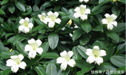 卧室里放这种5盆栽,让你好眠一整夜!最后两盆你能分的清楚么