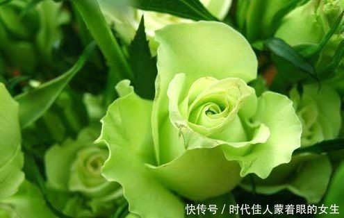 喜欢菊花 不如养盆 精品玫瑰 绿玫瑰 开花晶莹剔透 碧洁如玉 粉紫色