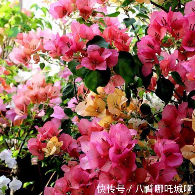 阳台|阳台养花,别错过这6种花,春夏秋冬有花赏