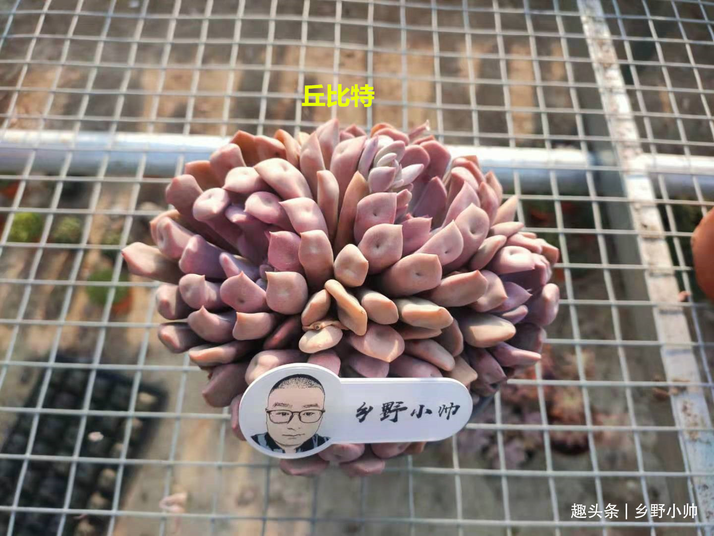 新根|多肉迟迟不长新根,有以下4个原因造成,看完长知识了