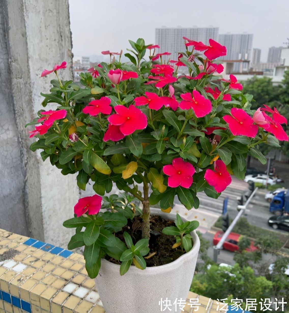 扶桑花|6种“劳模花”，四季花不断，家里养一盆，开花300天