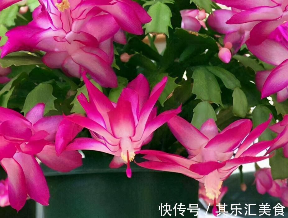 蟹爪兰冬日盆栽，掌握住4个窍门，一茬接一茬开花，又美又多