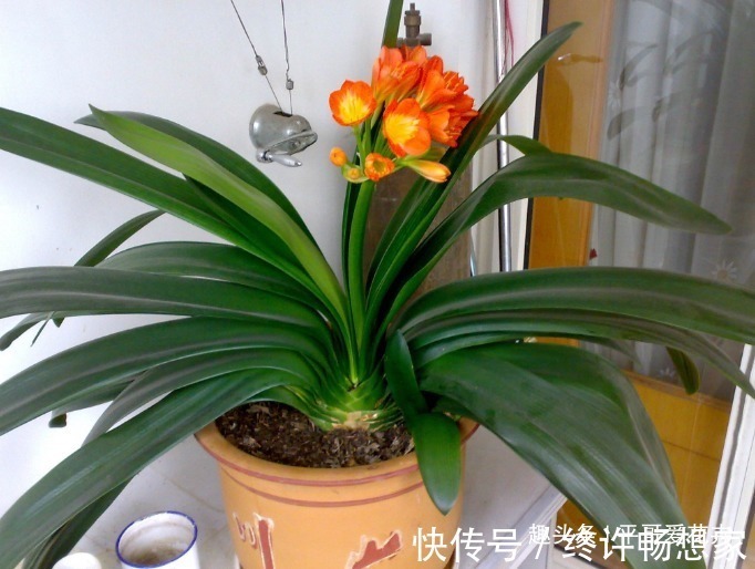 阿司匹林|什么黄豆水、淘米水都不如“这种水”,10天浇一次,叶绿花更旺