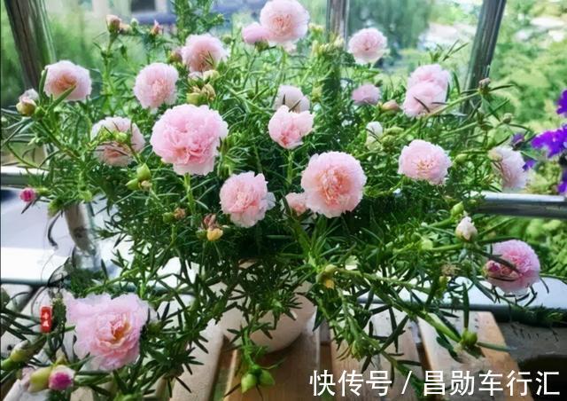 养花不会浇水吗?“六大口诀”记心间,养啥都能长得旺