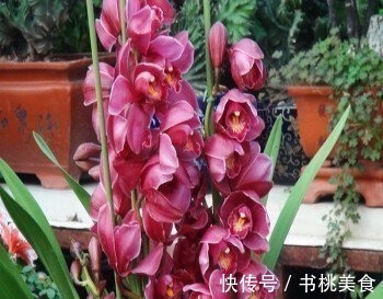 家庭养花选它,美过荷花,香过茉莉,一年四季有花赏,值得拥有