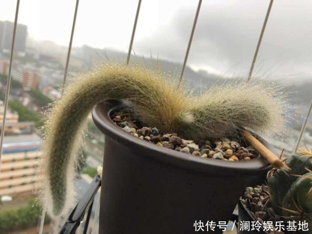 她家一棵“九尾狐”,开花超艳丽,邻居看了都眼馋!