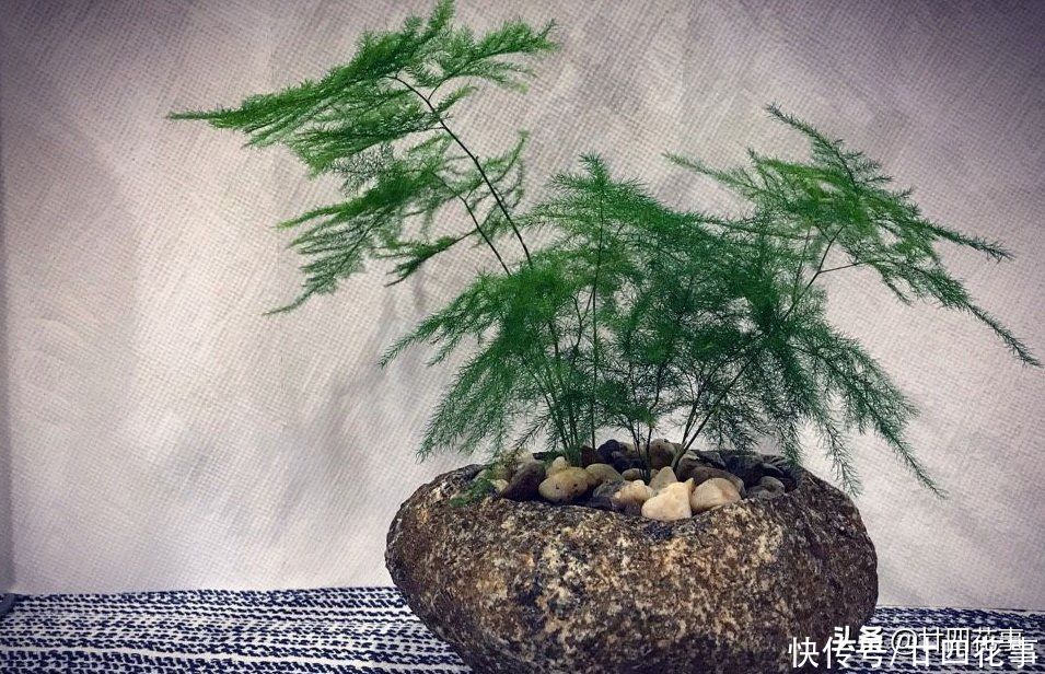 春天养文竹,记得给它“翻翻新”,咔嚓剪几刀,笋芽蹭蹭冒