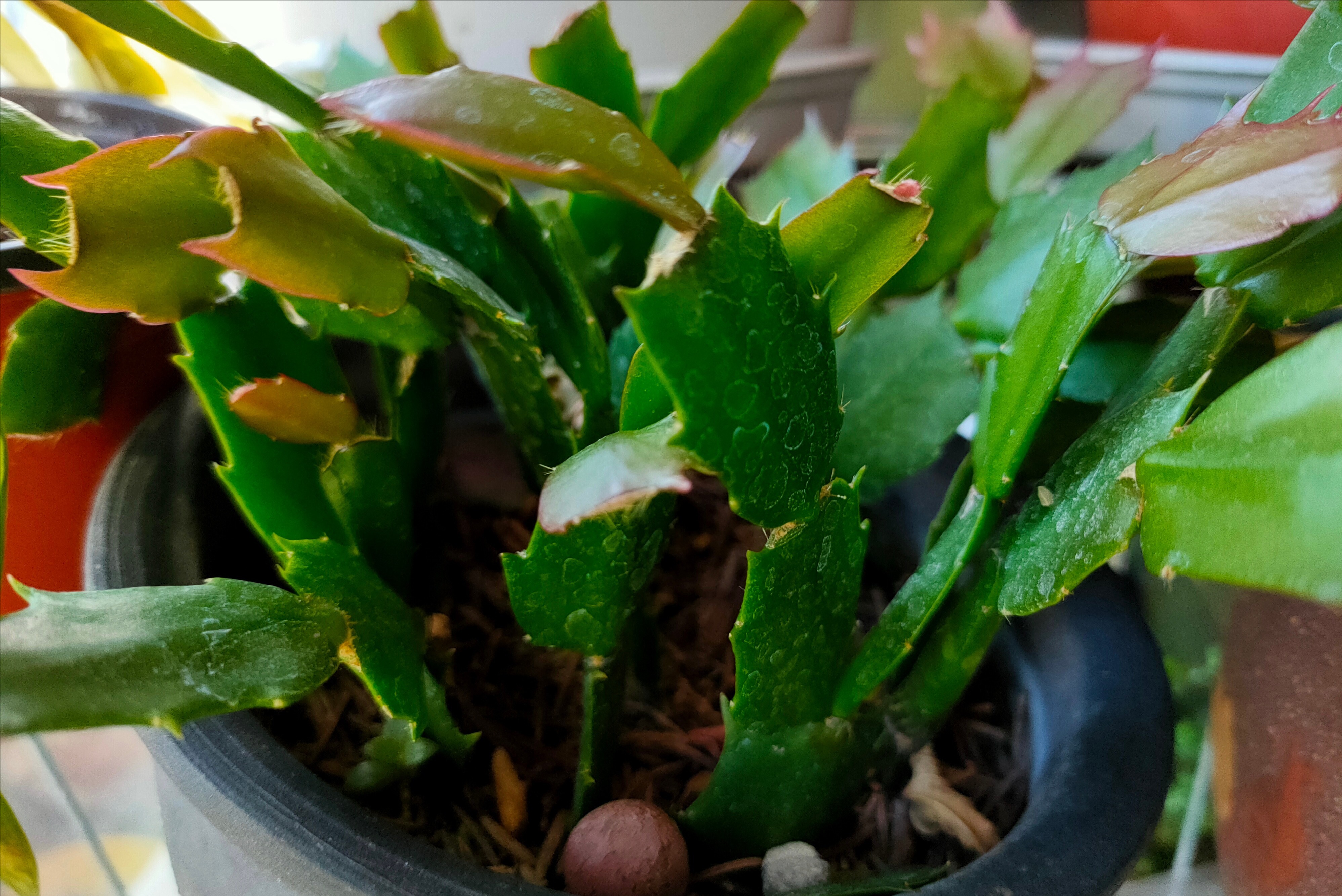 蟹爪兰不长花苞、开花少?教你简单“4步骤”,20天长出花苞来