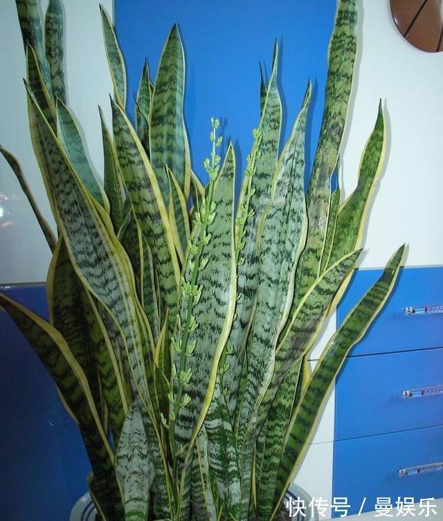 养虎尾兰，有一个“重点”，轻轻松松养爆盆，侧芽多，养10几年