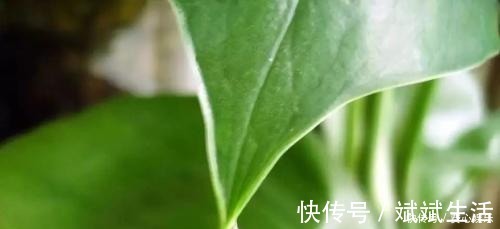 夜来香|家里万万不要养这3种花,难怪身体越住越差,后悔我家现在才听说