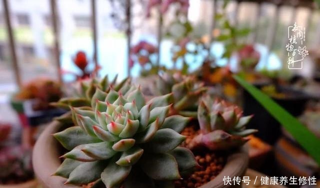 冬季,属于多肉的季节!养多肉的你喜欢冬天吗!