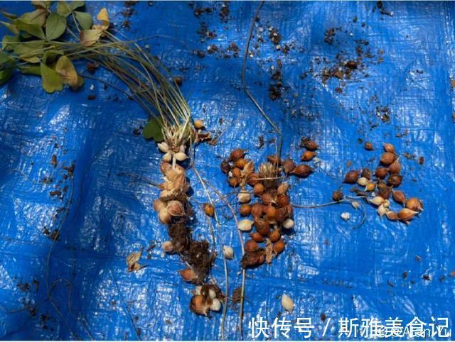 种花|9种花，天热会“假死”，千万别丢了，秋天就苏醒