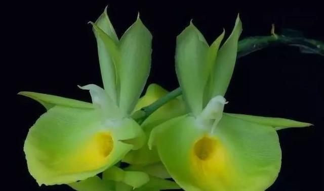 石斛兰|最全的兰花大鉴赏，看看你都见过几种兰花！