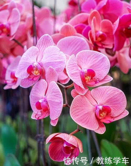 这3种花极难养,能养活的都是高手!