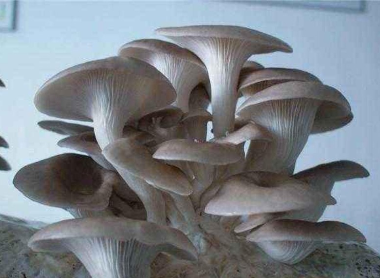 养花不如种“蘑菇”，好养又漂亮，两天采摘一次，一次能收20斤！