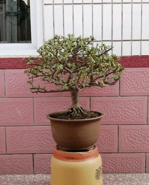 盆景|金枝玉叶的造型顺序，先养桩，后剪枝，多晒太阳，形状更美