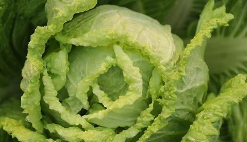 大白菜|女性不想老,不妨多吃以下食物,皮肤紧致,延缓衰老,早知早好