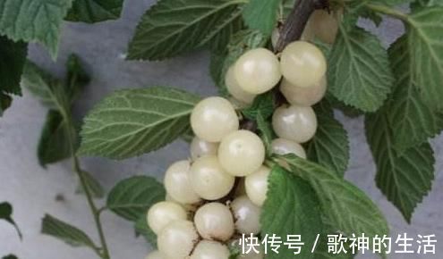 水果|为了孩子的健康发育,这种水果再贵也要舍得给孩子吃,家长别错过