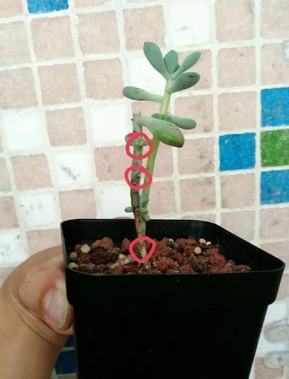 秋天|绿萝君子兰烂心叶黄，“剃个头”新芽直冒，呼呼爆盆！