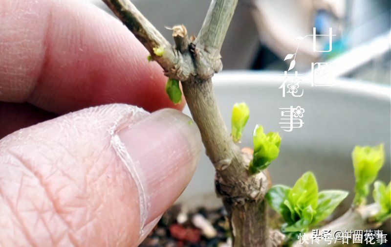 2月养茉莉，给新手泼点“冷水”：2件事做不得，不注意恐收空盆