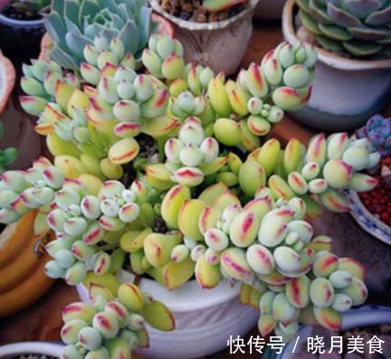 盘点5款“香香多肉”,好养好看颜值高,摆在阳台香气飘飘