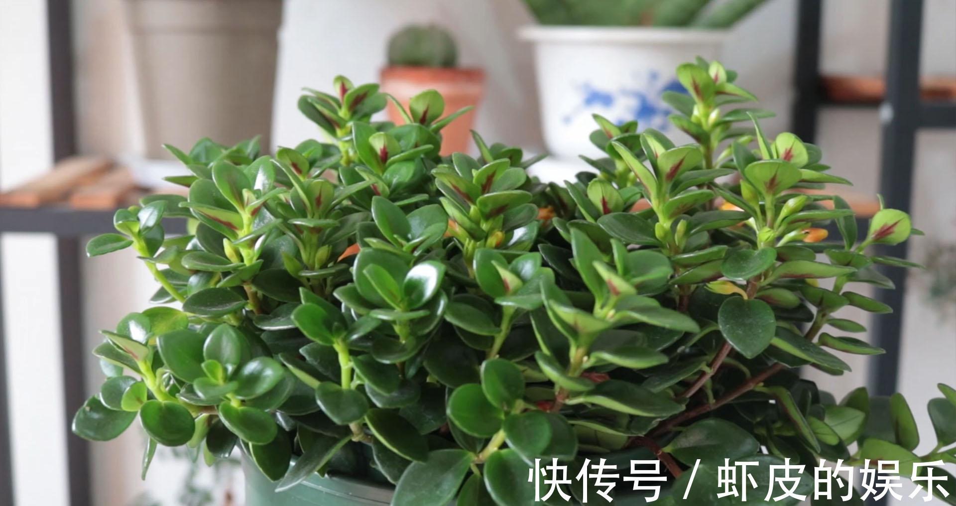 喜欢金鱼吊兰不会养,教你几个绝招,枝头上挂满“小金鱼”