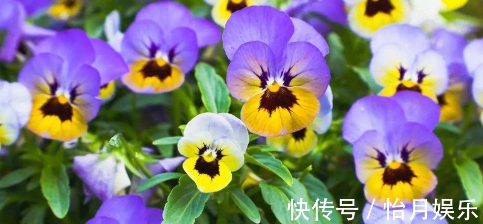 非常美观的紫罗兰,在家里种植,应该怎么养护呢