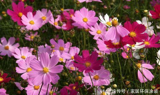 家养几款植物,开花漂亮花期还长,阳台开出花海