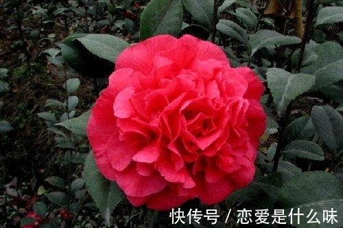 月季|别只养月季了，此花比牡丹还美，芳香四溢还好养