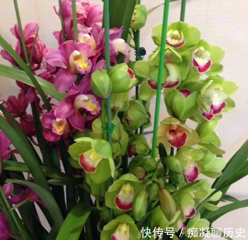 养兰花不如养这种花,花大如拳头,碾压其它年宵花