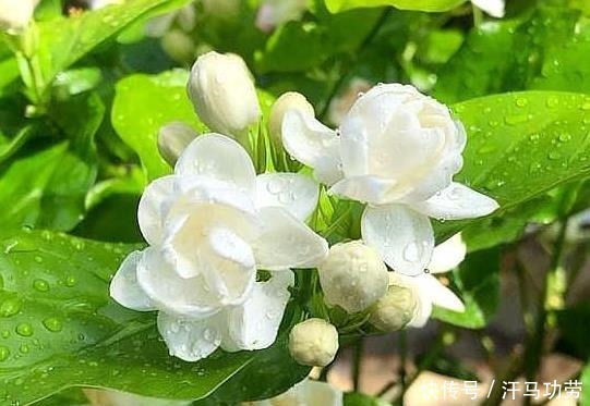 发黄|养茉莉花,莫“偷懒”,稍微不注意,僵苗不生长