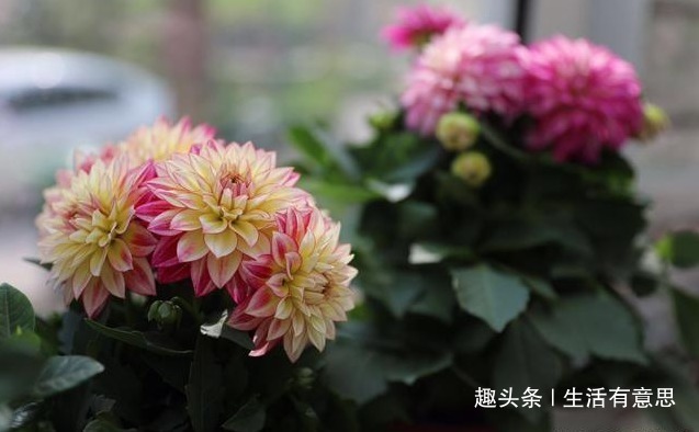 花界的“开花机器”，花朵硕大绚丽如“女神”，实惠好养似路人！