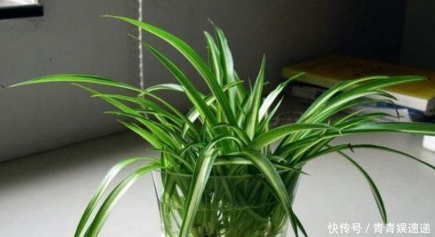 植物扦插不用土,一点点水就可以,告诉你具体“水插”方法