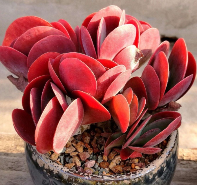 夏天适合养的多肉植物，没事试试这“几种”，省心也好养