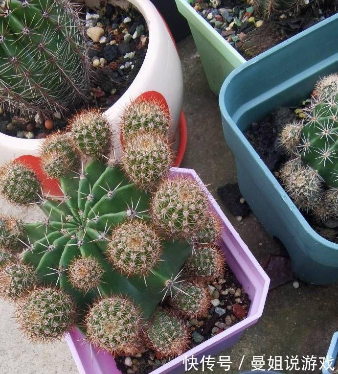 冬季养仙人球的2个技巧,越长越壮,顺利过冬花多色艳