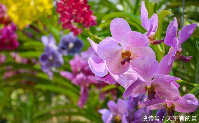 曾经看过了几种兰花?来这里可以让您大开眼界