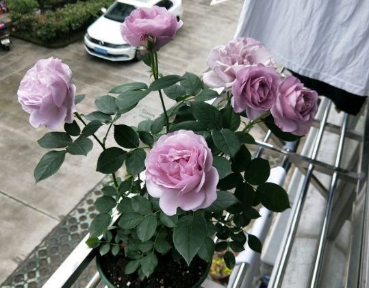 春节过后这几款植物养在家里，好养如绿萝，简单易成活，纯洁美