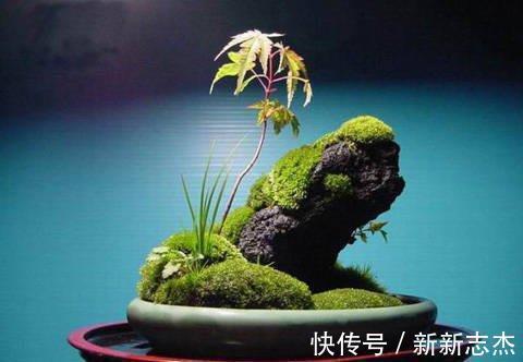 漂亮|石缝墙角都有的这玩意,带回家种花盆里,养成漂亮盆景!