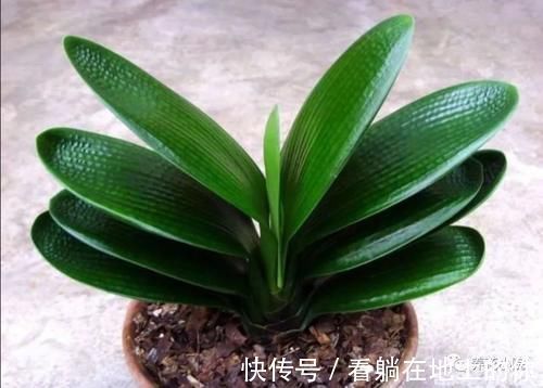 根系|君子兰叶子瘦小，不长新叶，4个方面多注意，很快恢复旺盛