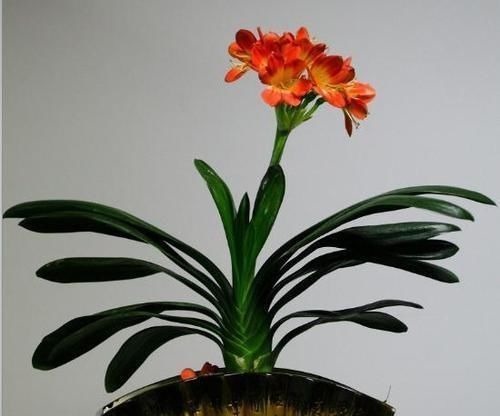 往君子兰花盆里丢一点这个,叶子又绿又亮,一年开花两次